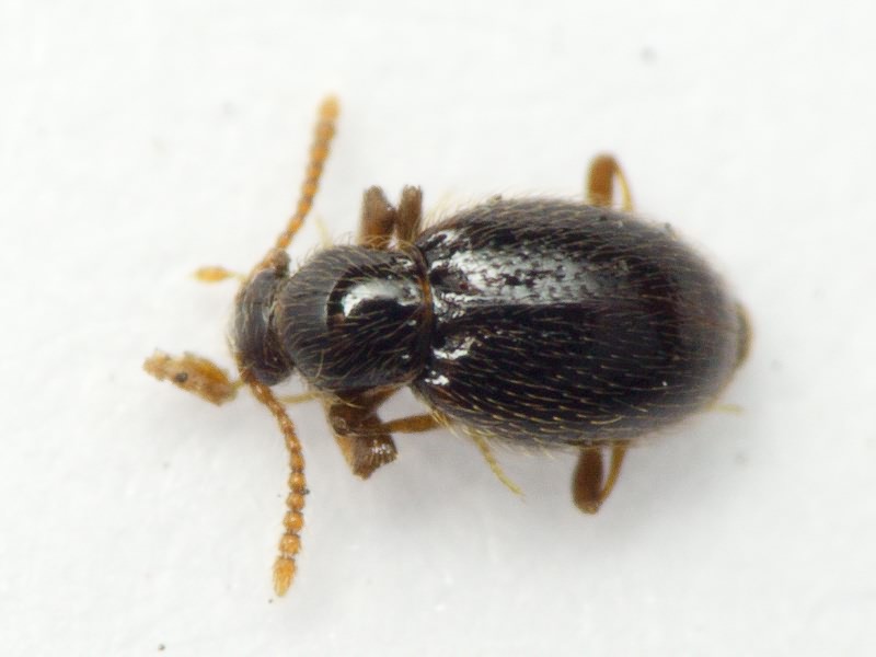 Scydmaenidae Leach, 1815